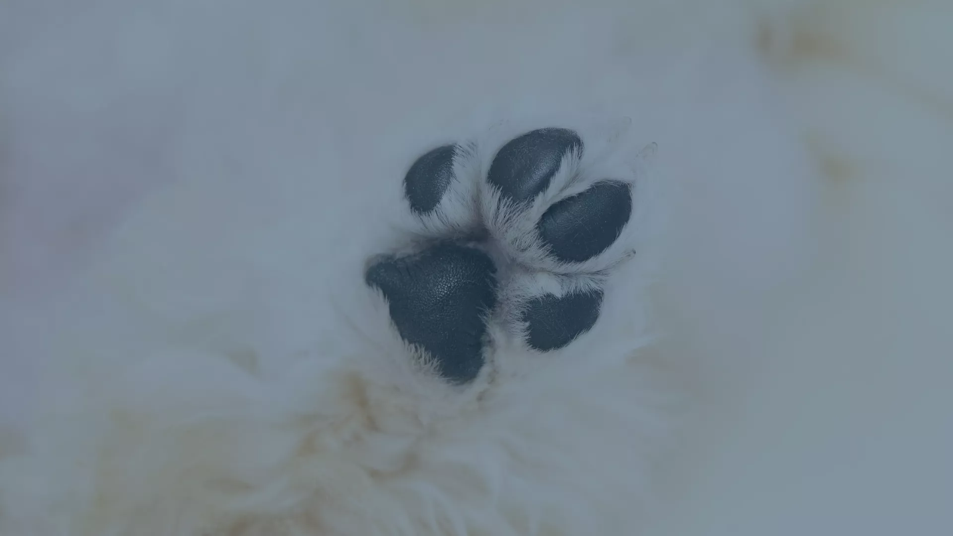 Nahaufnahme einer flauschigen Hundepfote mit dunklen Ballen auf hellem Fell – ein Symbolbild für die liebevolle Arbeit der BRK-Glückspfoten. Die Therapiebegleithunde des BRK besuchen soziale Einrichtungen, um Menschen durch ihre Nähe und Zuneigung zu unterstützen. Das Bild steht im Zusammenhang mit der Spende von audius Freilassing zur Ausbildung weiterer Therapiehundeteams.